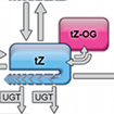 Model metabolických přeměn cytokininů